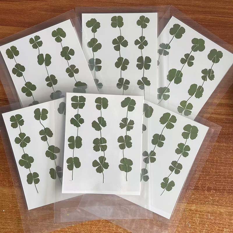48PCS,60PCS,120PCS/Dry Press G - Red Clover Flower review and price