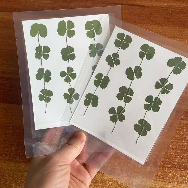 48PCS,60PCS,120PCS/Dry Press G - Red Clover Flower review and price